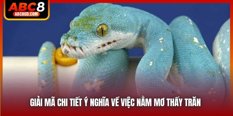 Giải mã chi tiết ý nghĩa về việc nằm mơ thấy trăn