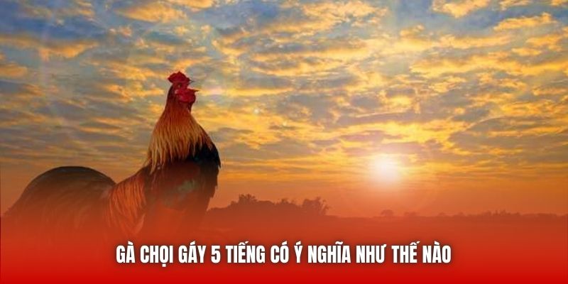 Gà chọi gáy 5 tiếng có ý nghĩa như thế nào